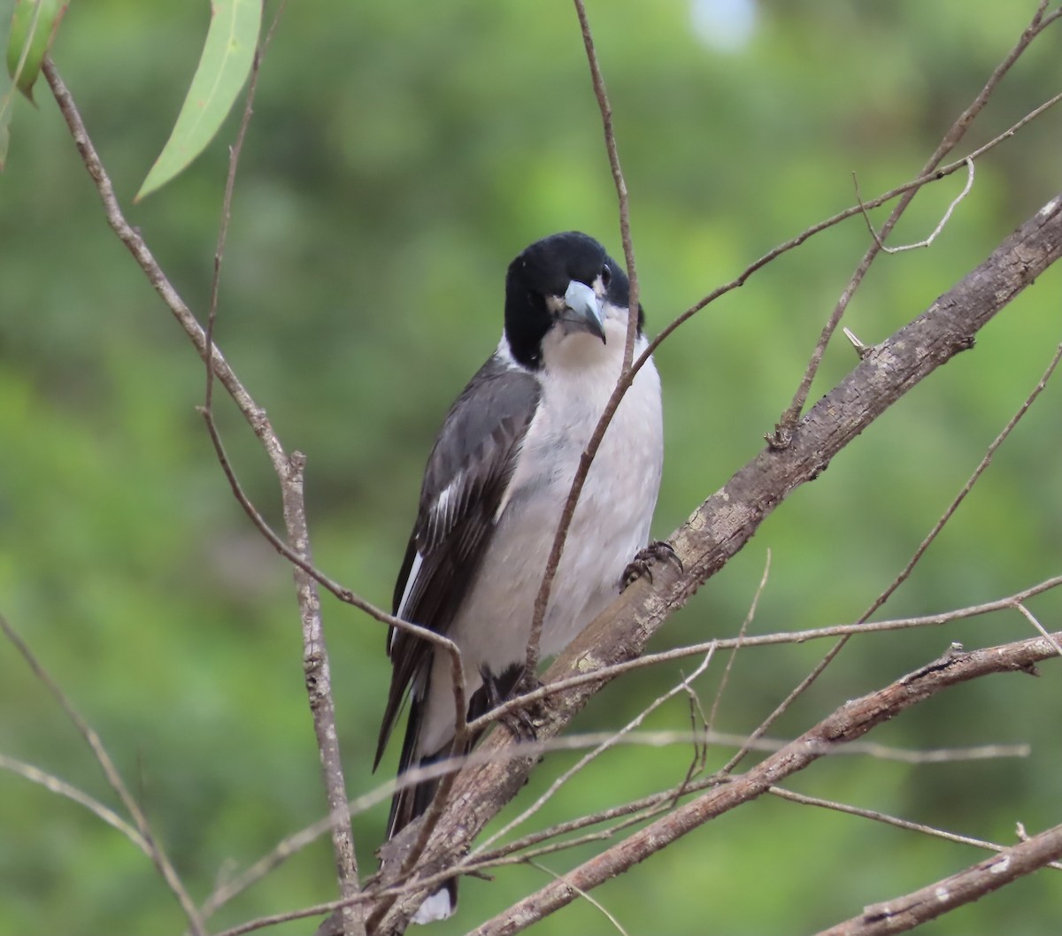 Gray Butcherbird - ML491102181