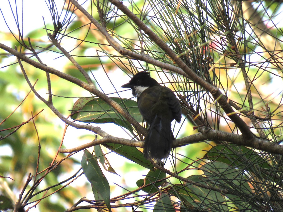 Eastern Whipbird - ML491103321