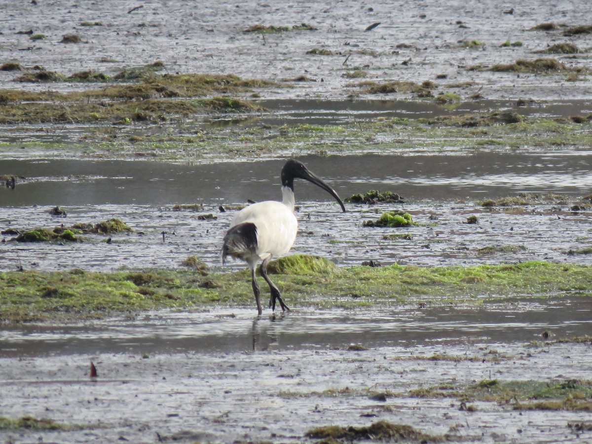 Australian Ibis - ML491103421