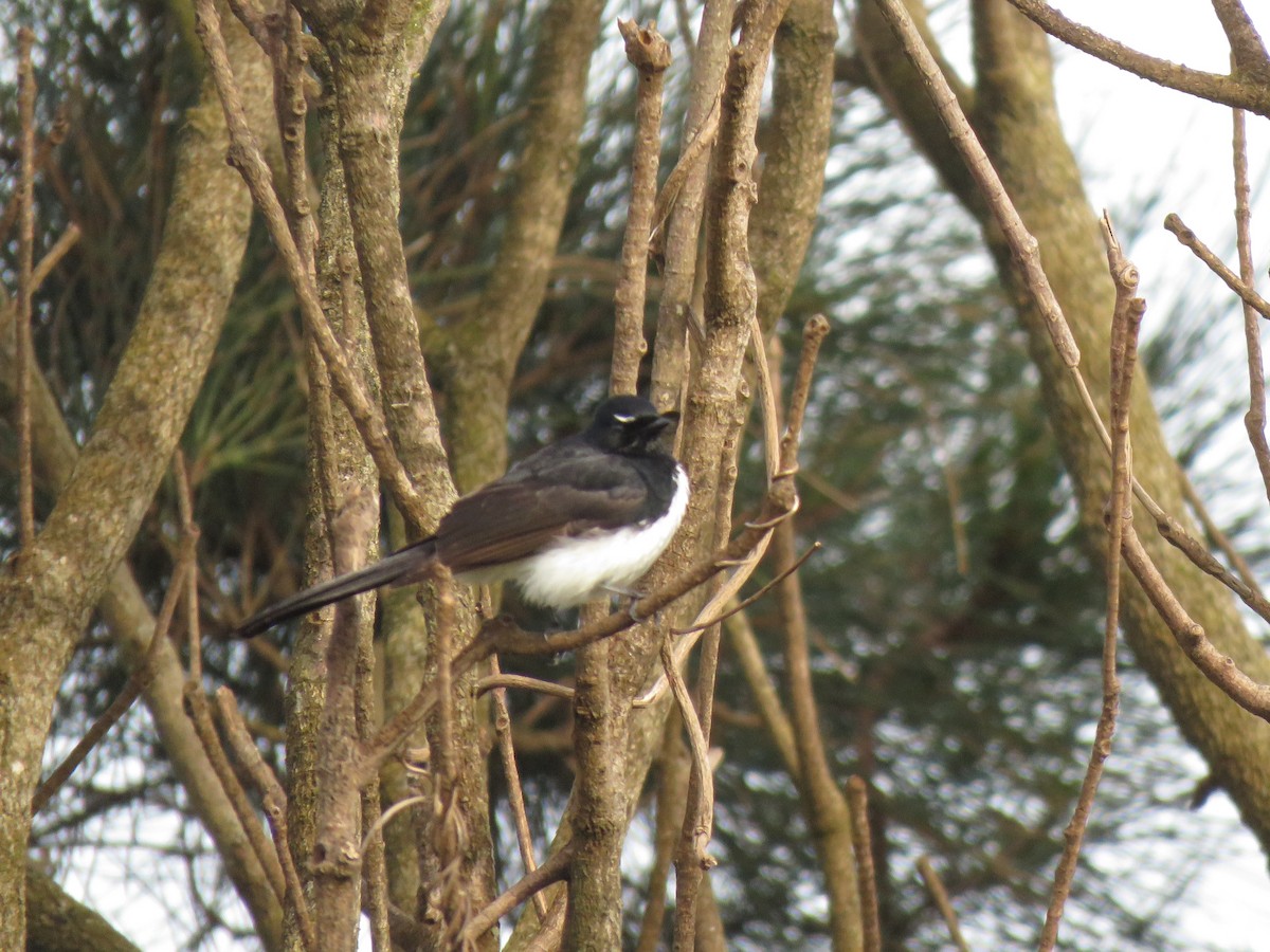 Willie-wagtail - ML491103491