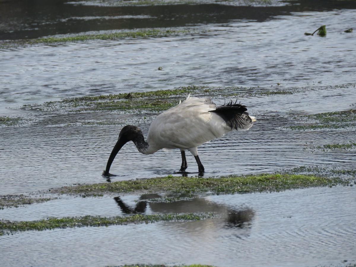 Australian Ibis - ML491103521