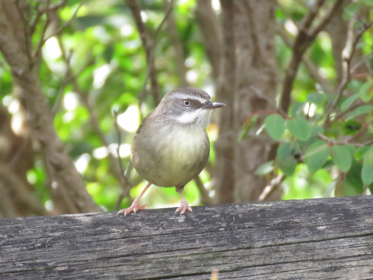 White-browed Scrubwren - ML491103901