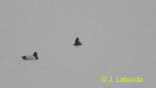 Common Pochard - ML491104851