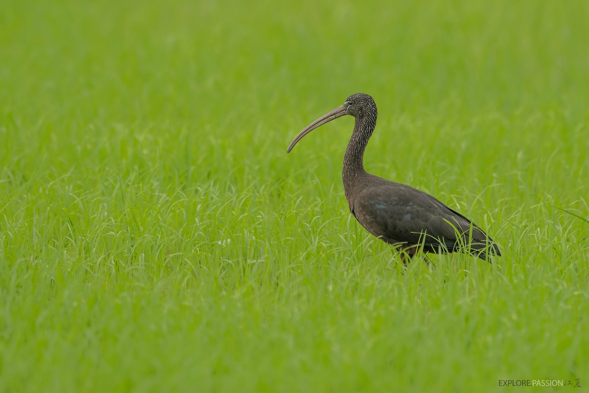 Glossy Ibis - ML491104941