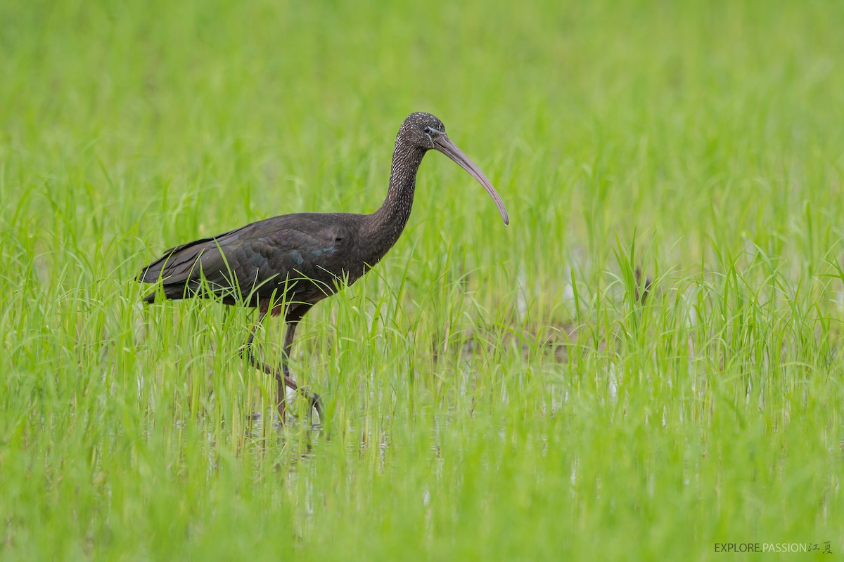 Glossy Ibis - ML491104951