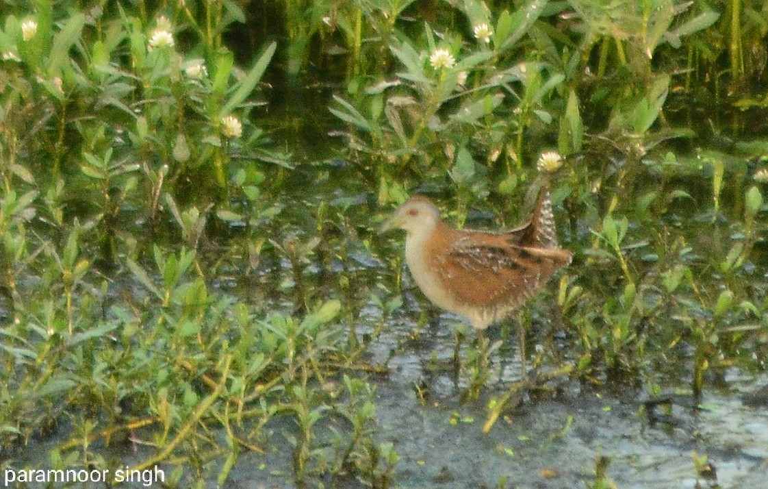 Baillon's Crake - paramnoor singh  antaal