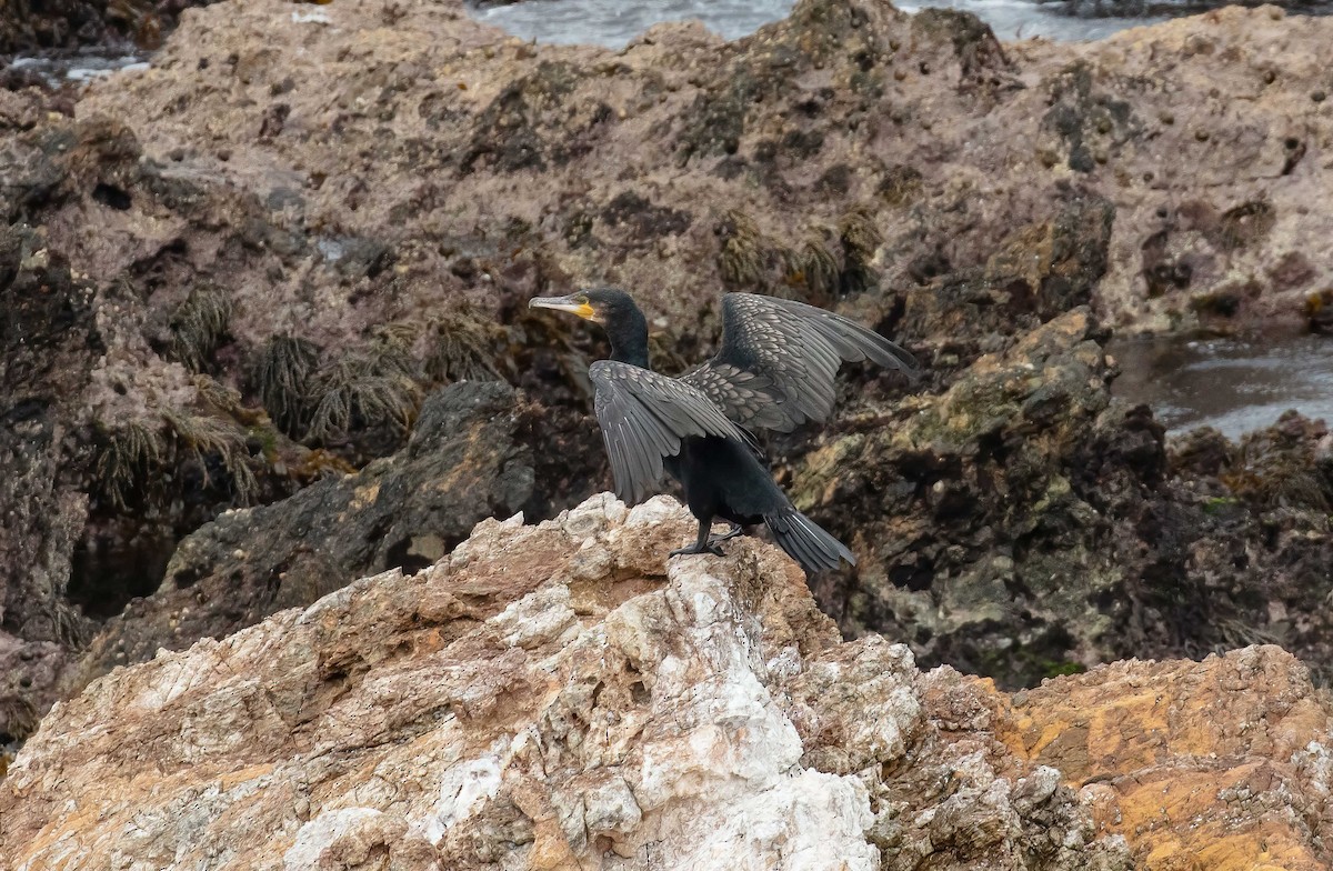Great Cormorant (Australasian) - ML491106401