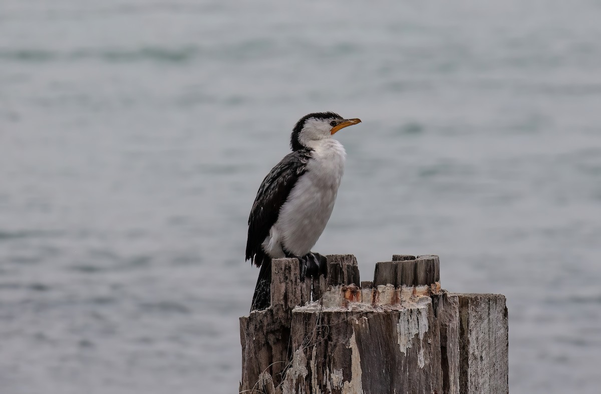 Little Pied Cormorant - ML491106421