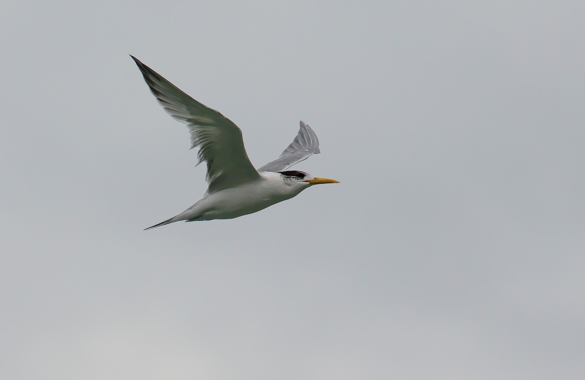 Great Crested Tern - ML491106461