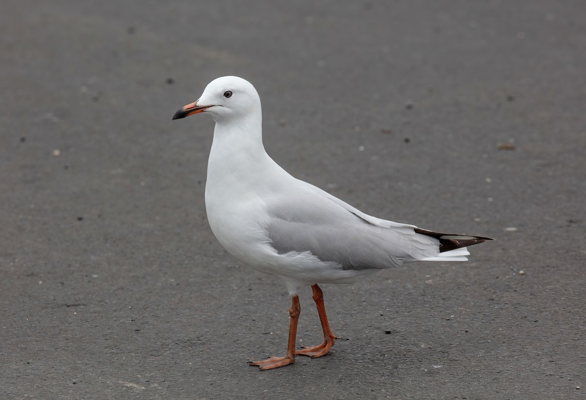 Silver Gull (Silver) - ML491106481