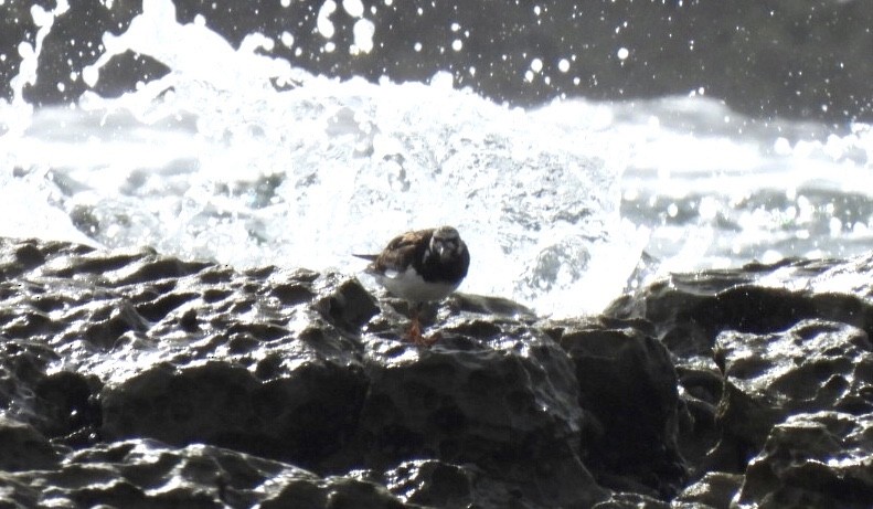 Ruddy Turnstone - Kerr Brad