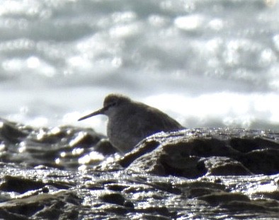 Gray-tailed Tattler - ML491107321