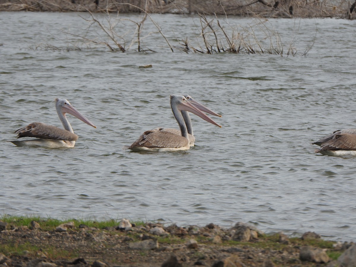 pelikán skvrnozobý - ML491107921