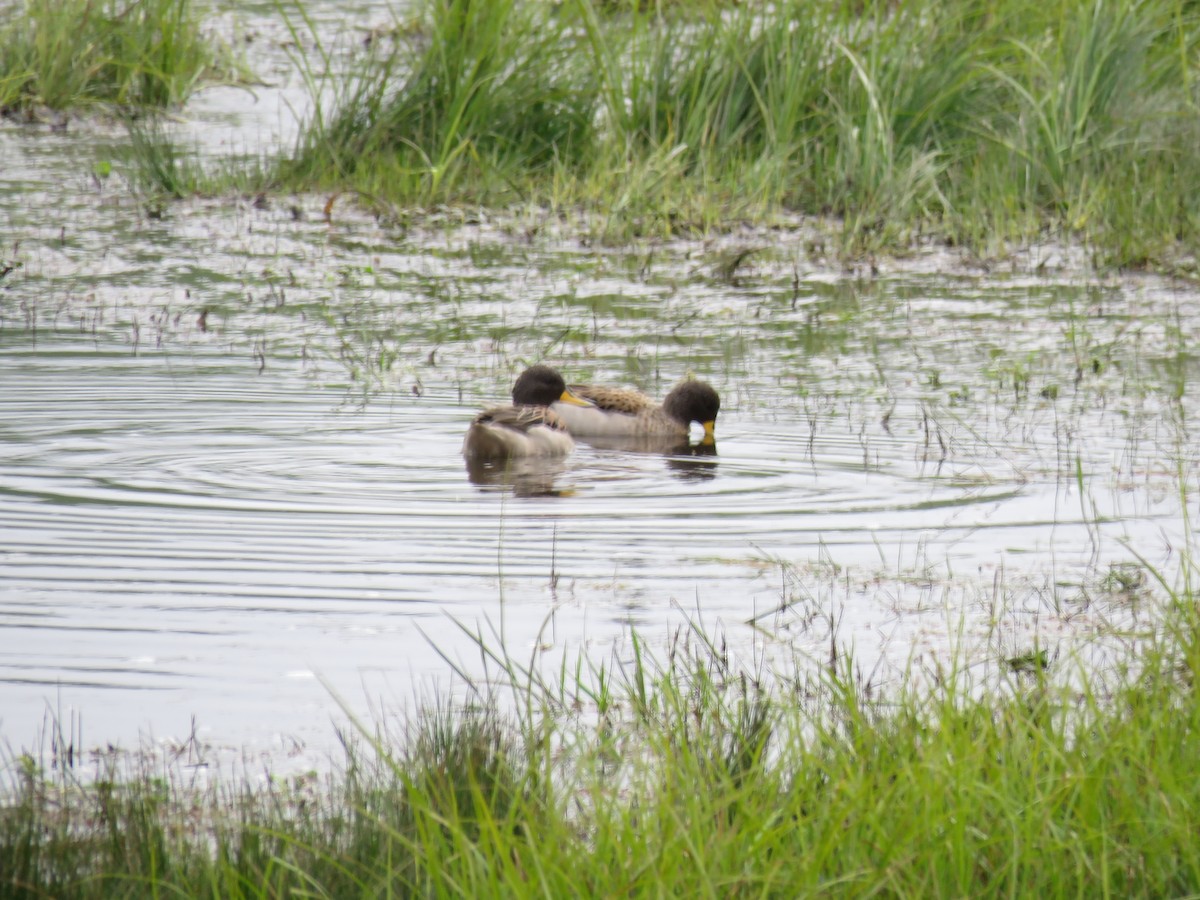 Yellow-billed Teal - Manuel Roncal