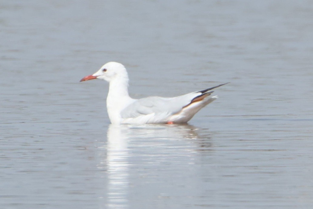 Slender-billed Gull - ML491108451