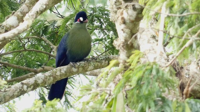 Hartlaub's Turaco - ML491108801