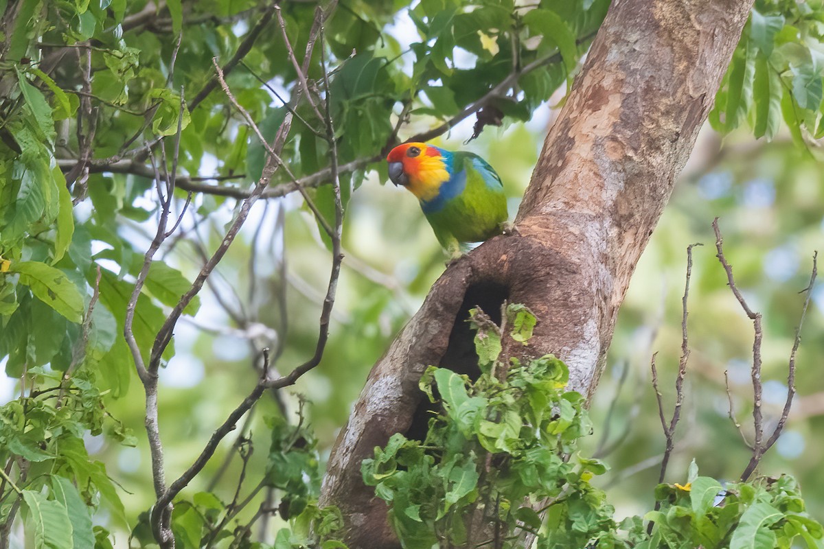 Large Fig-Parrot - ML491109321