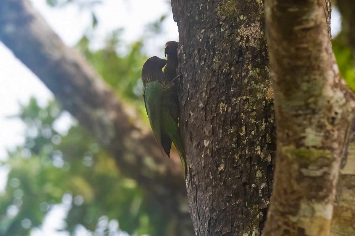 Yellow-streaked Lory - Nige Hartley