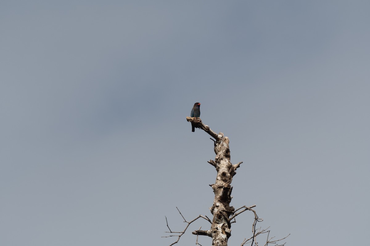 Dollarbird - Nige Hartley