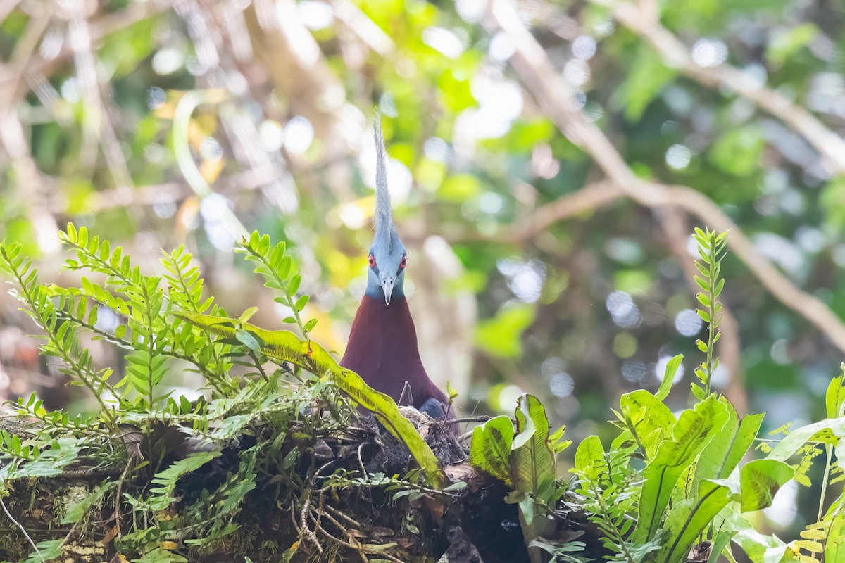 Sclater's Crowned-Pigeon - Nige Hartley