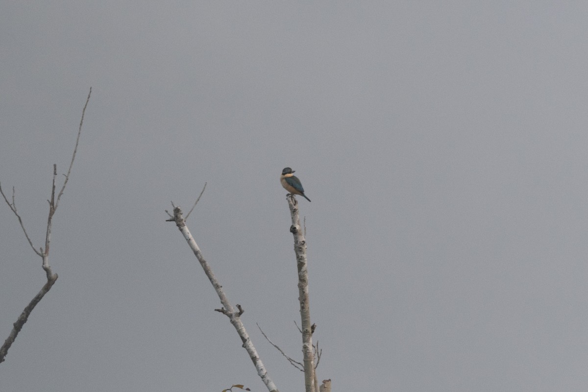 Sacred Kingfisher (Australasian) - ML491109751