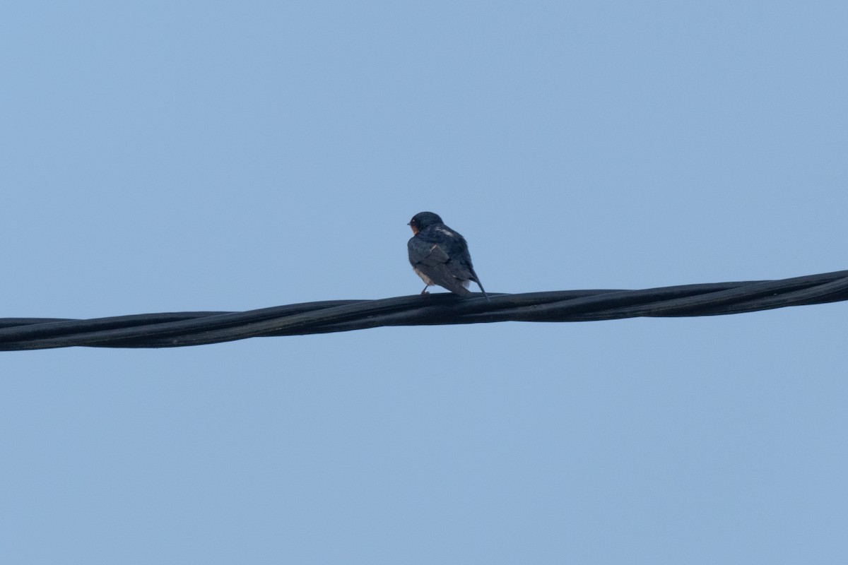 Pacific Swallow - ML491109801