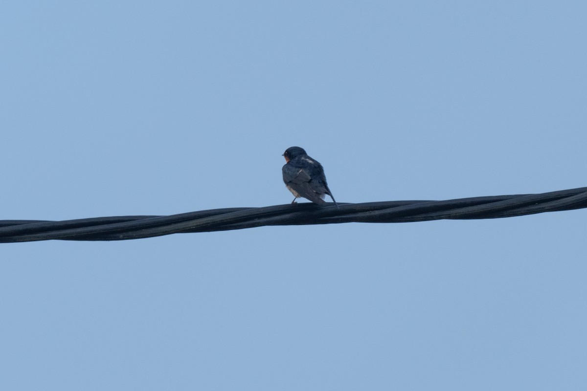 Pacific Swallow - Nige Hartley