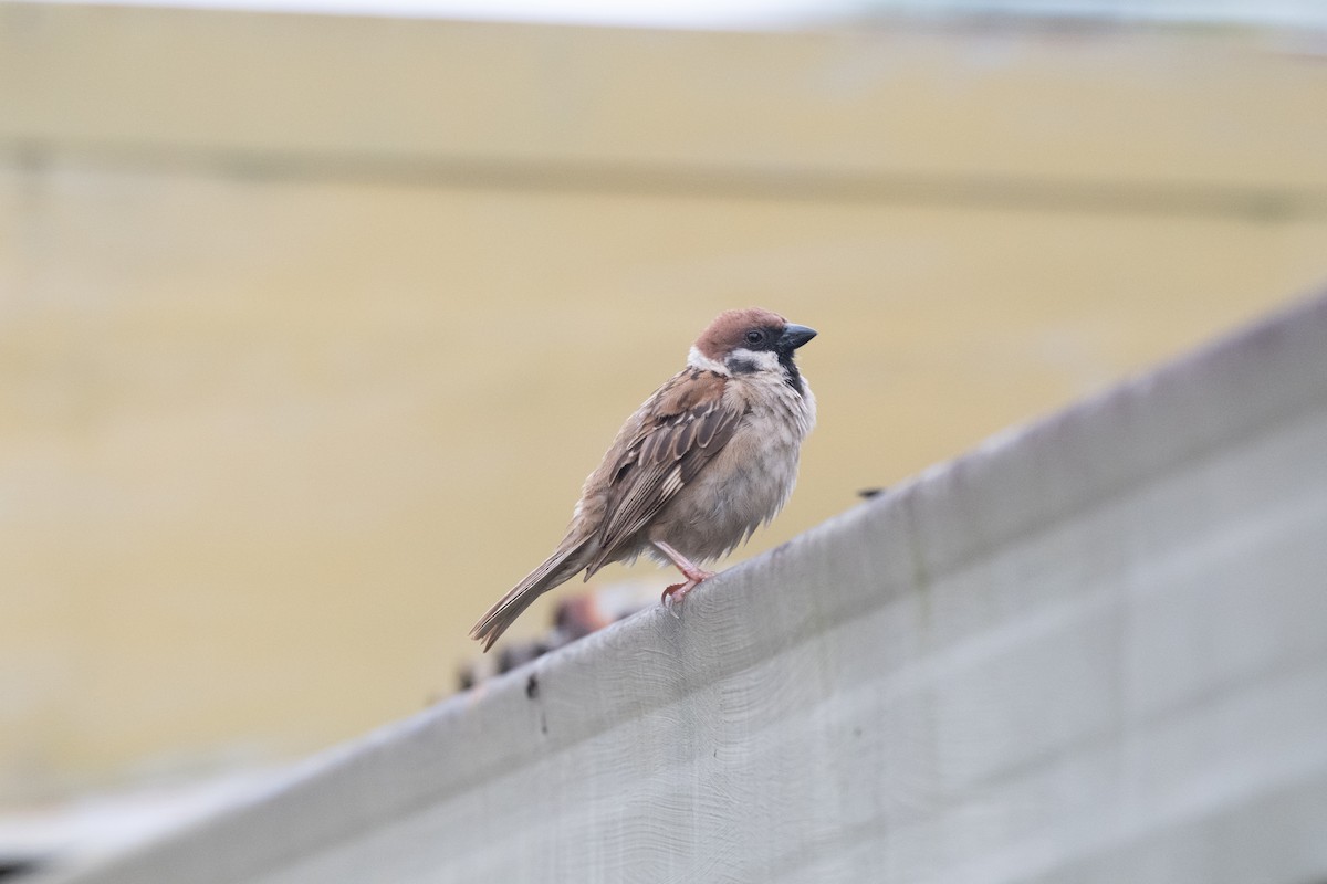Eurasian Tree Sparrow - ML491109811