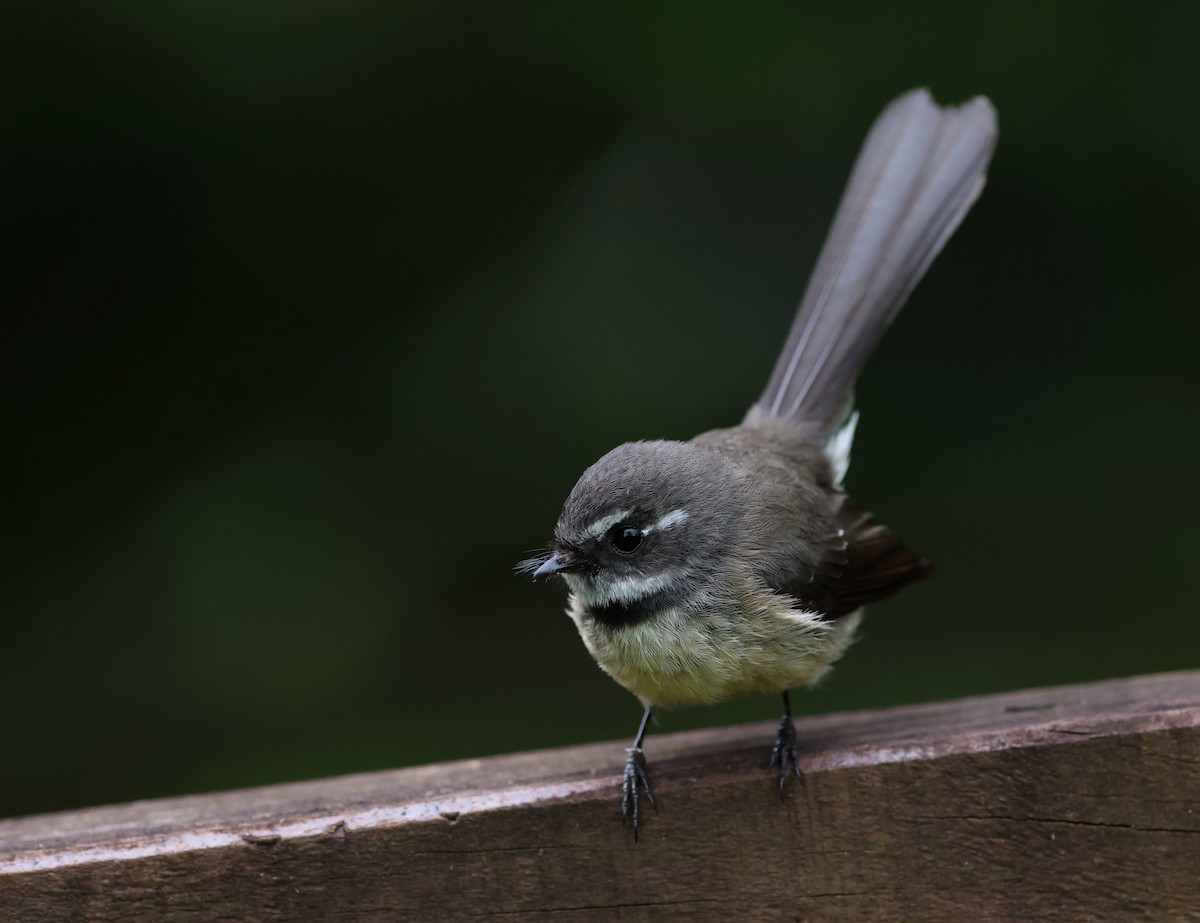 Gray Fantail - Andy Gee
