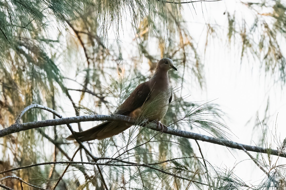 Amboyna Cuckoo-Dove - ML491111221