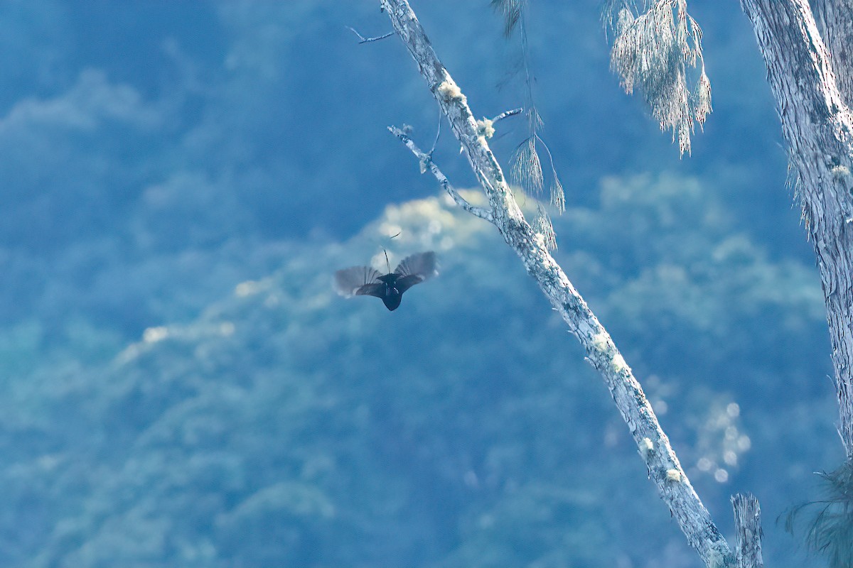 Magnificent Bird-of-Paradise - Nige Hartley