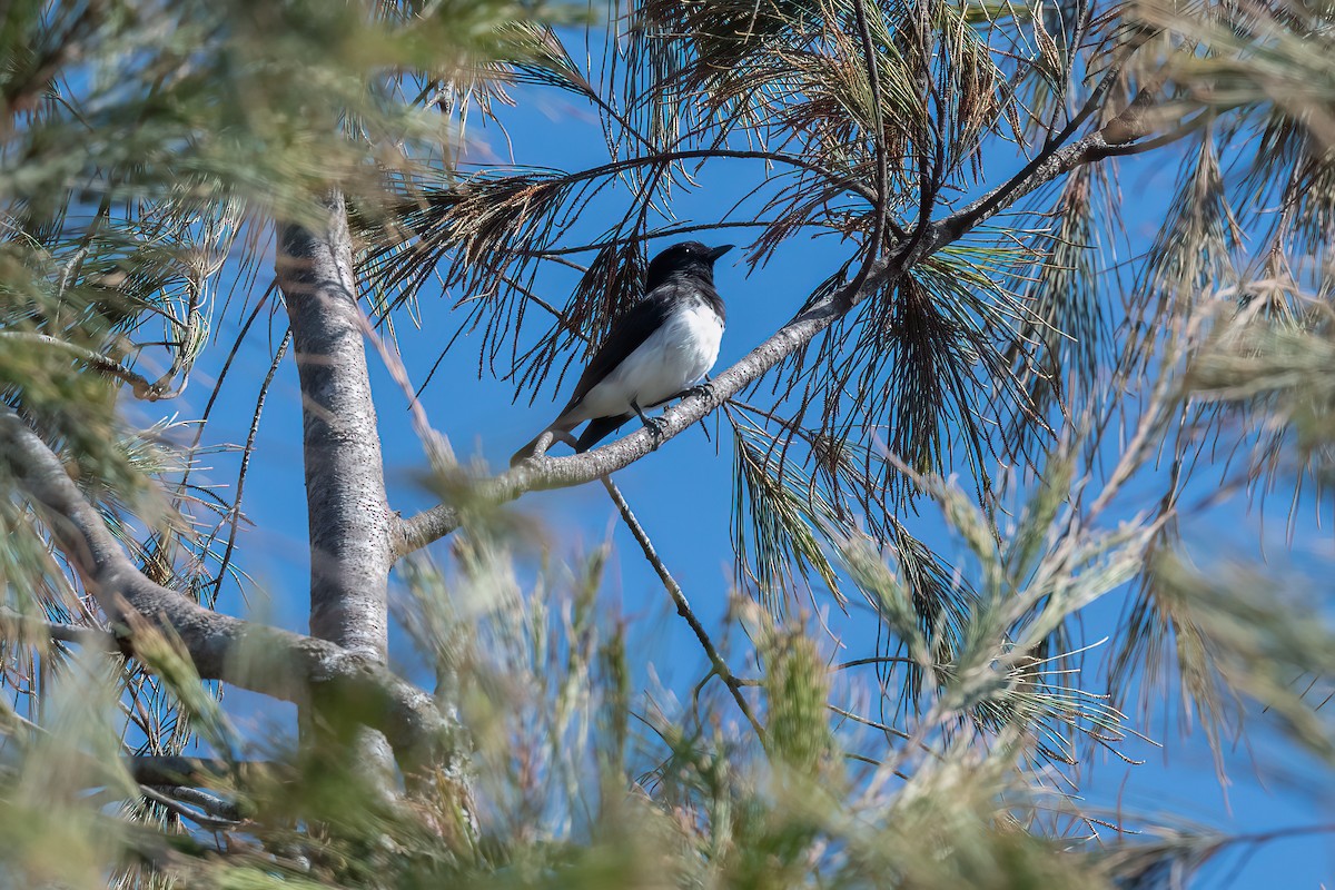 Black-headed Whistler - Nige Hartley