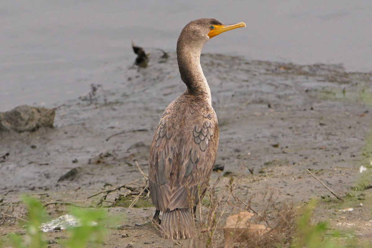 Double-crested Cormorant - Robert Hamilton