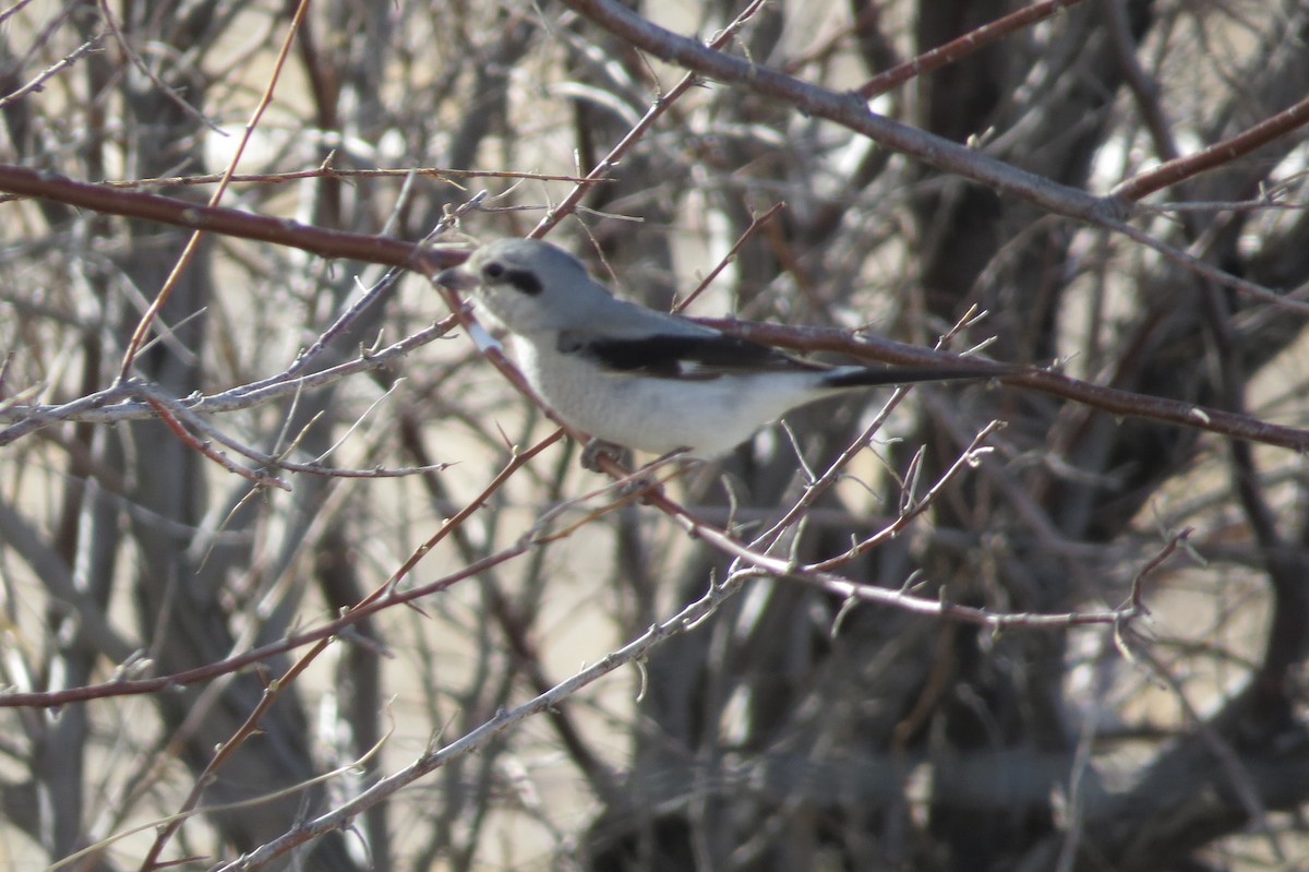Antzandobi boreala - ML49111181