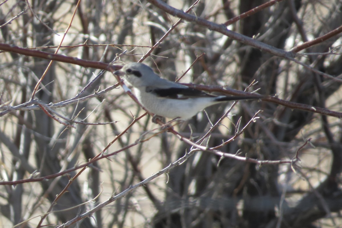 Northern Shrike - ML49111181