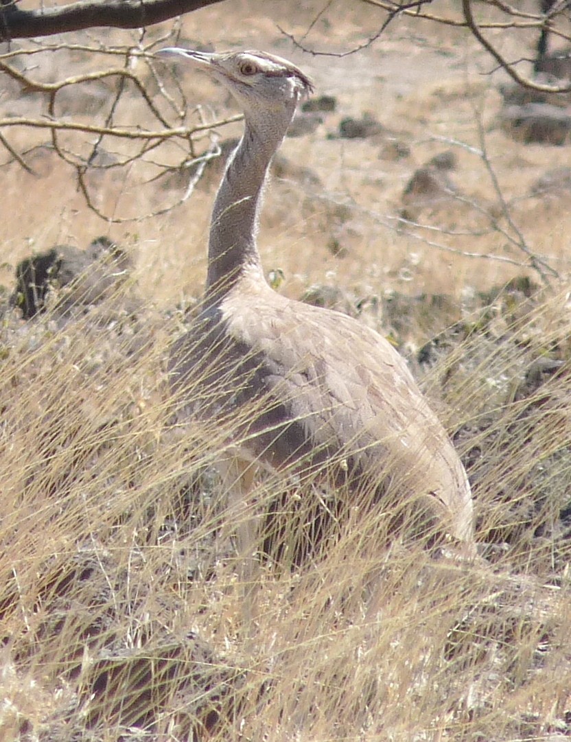 Arabian Bustard - ML491113931