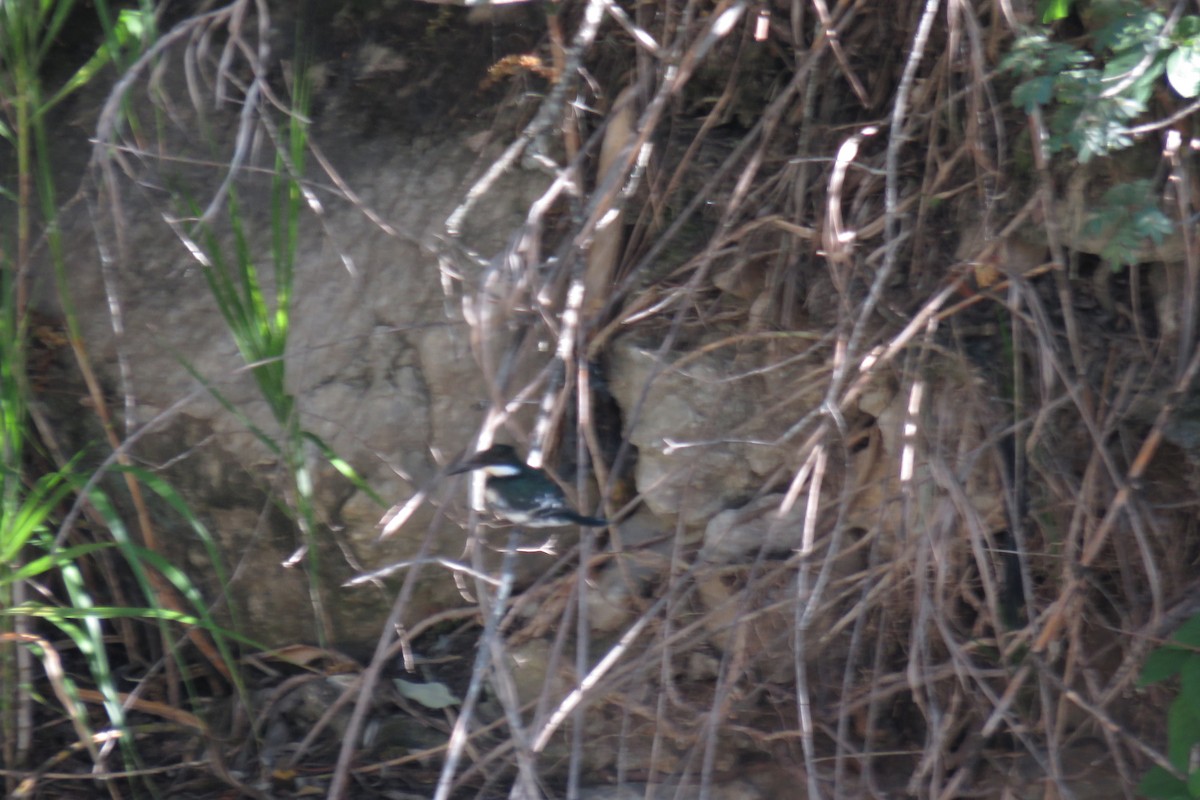 Martin-pêcheur d'Amazonie - ML49111441