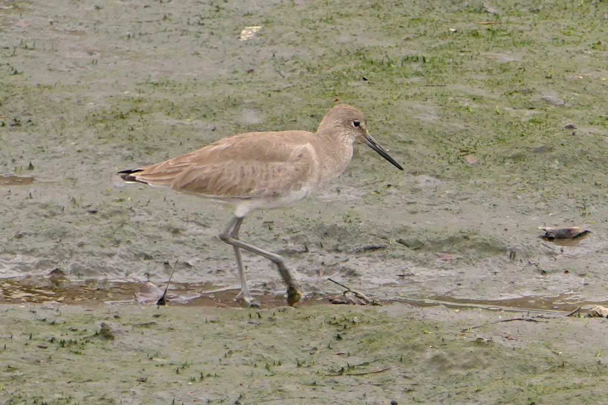 vodouš břehoušovitý (ssp. inornata) - ML49111481