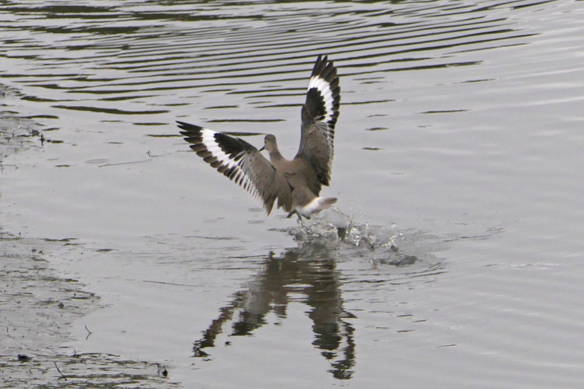 willetsnipe (inornata) - ML49111491