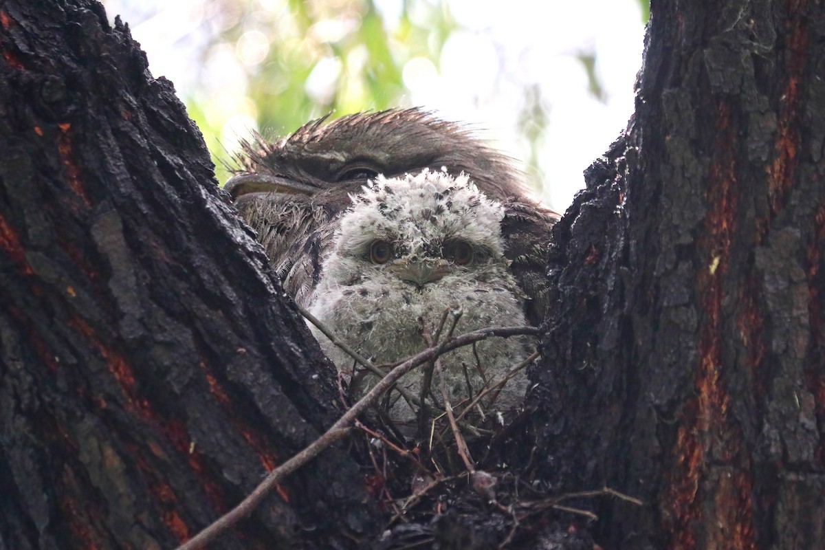 Tawny Frogmouth - ML491115311