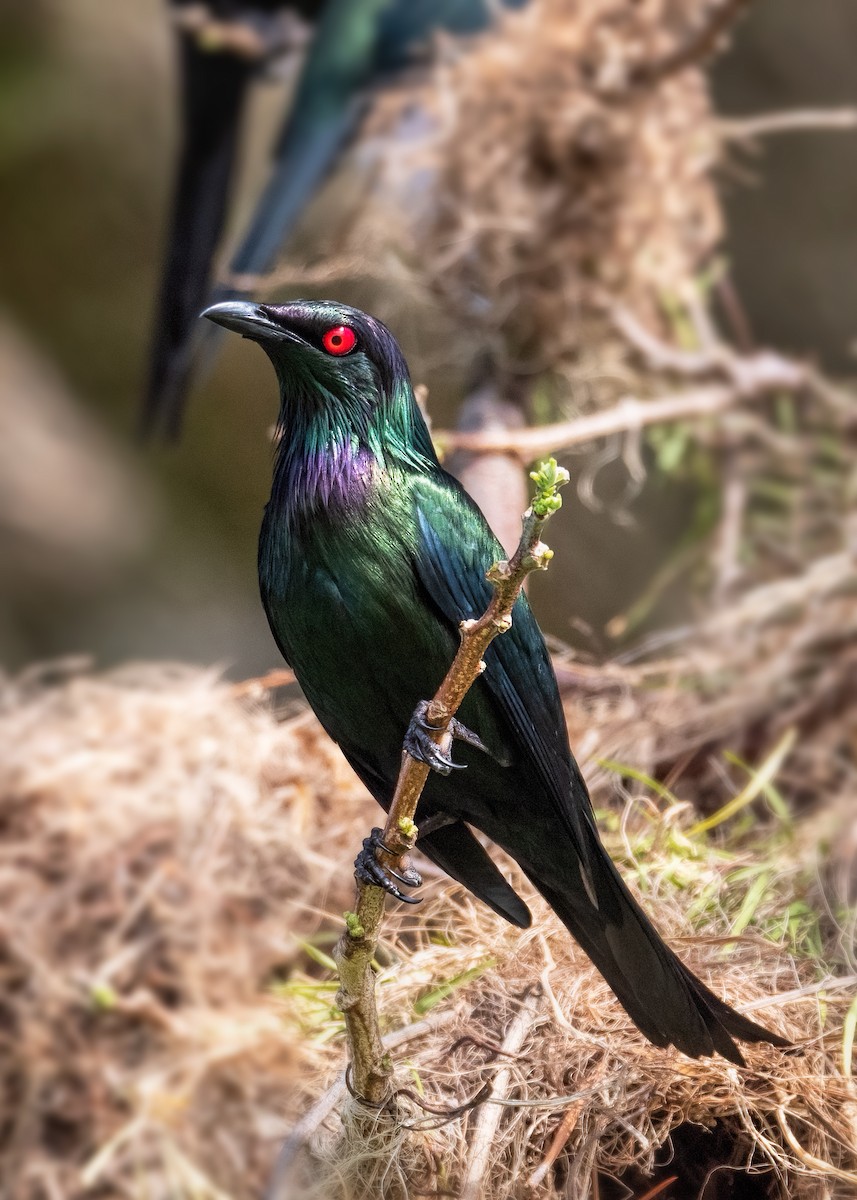 Metallic Starling - ML491115731