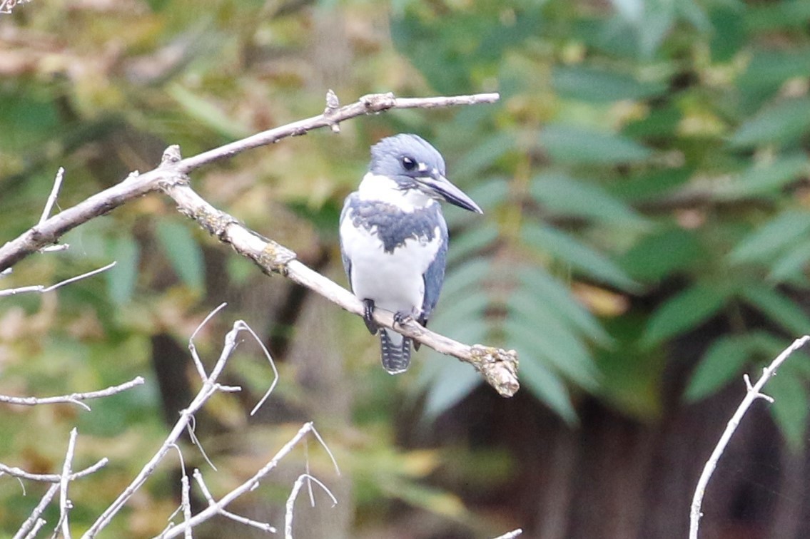 Belted Kingfisher - ML491117491