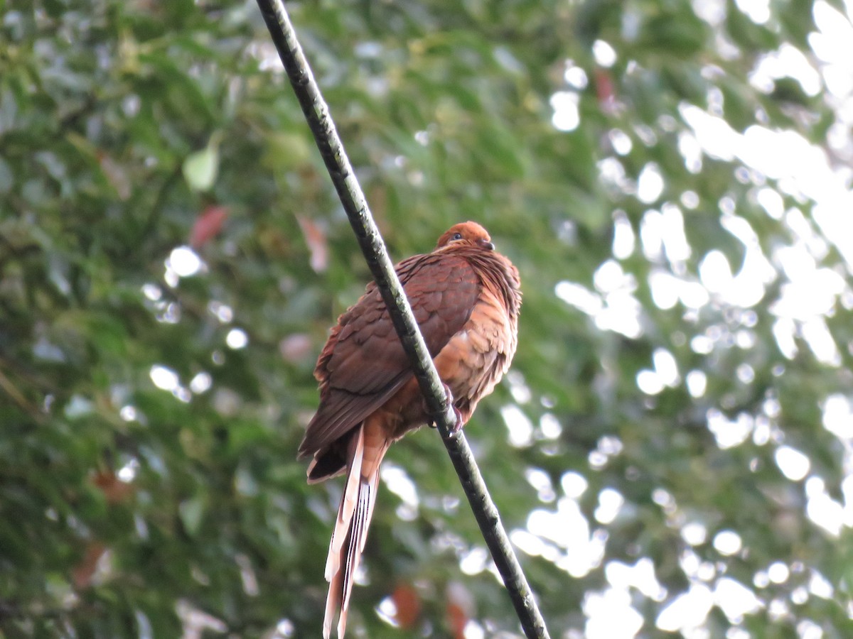 Brown Cuckoo-Dove - ML491117871