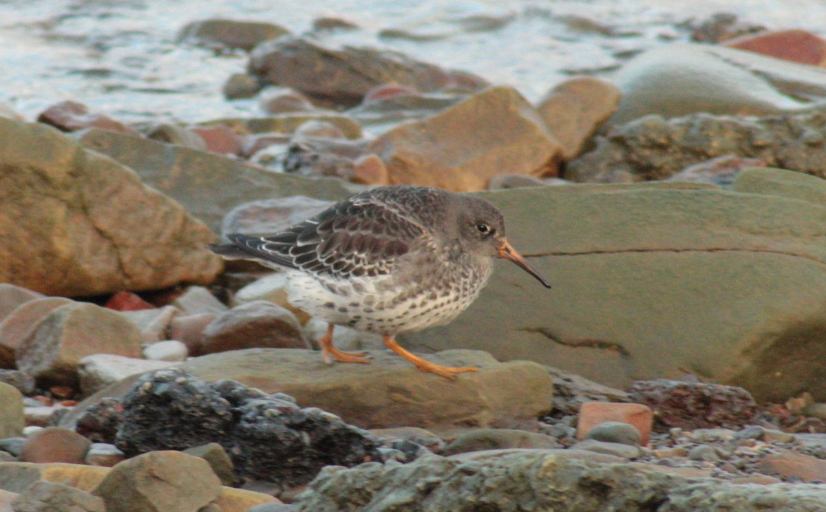 Purple Sandpiper - manon piette