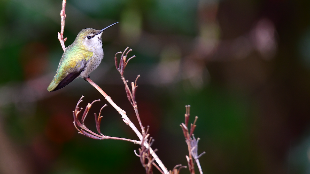 Anna's Hummingbird - ML49111931