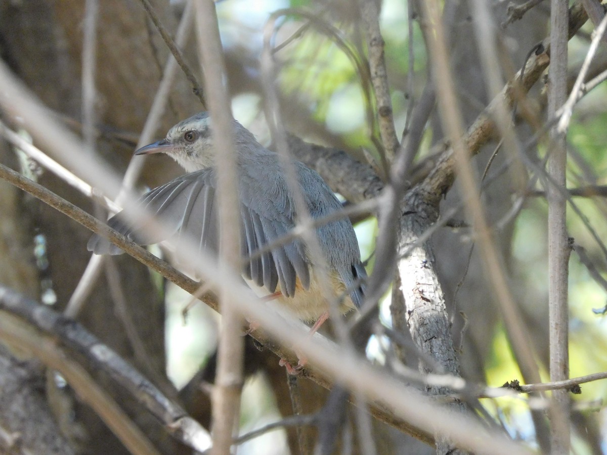 Long-billed Crombec - ML491119331
