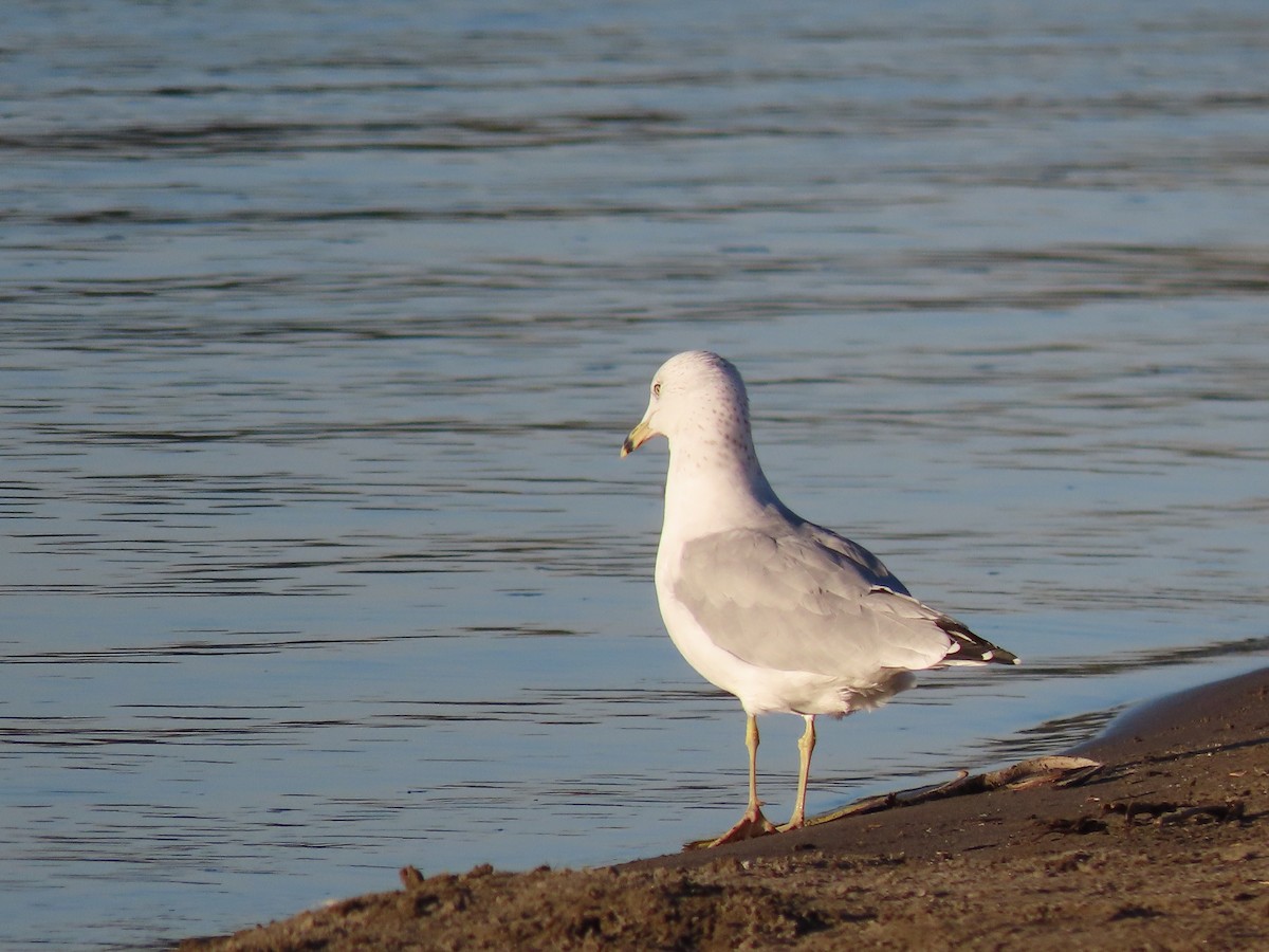 Gaviota de Delaware - ML491119621