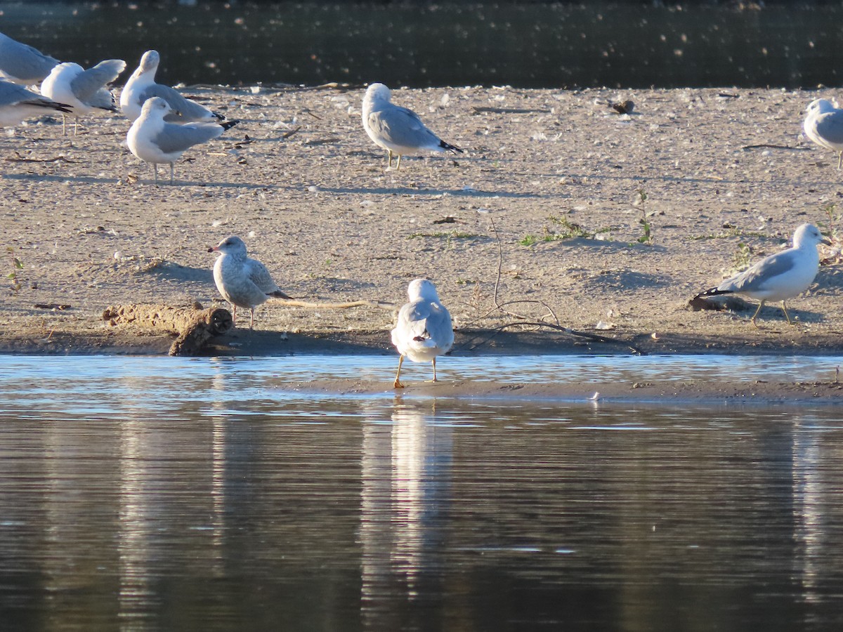 Gaviota de Delaware - ML491119691