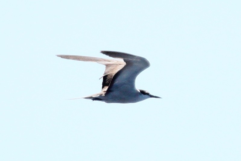 Bridled Tern - ML491119791