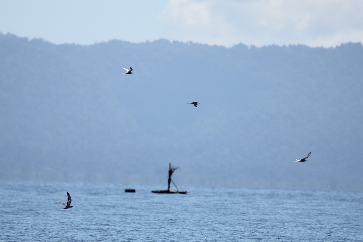 Bridled Tern - ML491119871